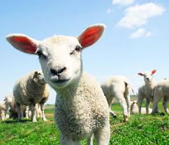 nhau-thai-cừu-có-tác-dụng-gì