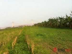 Hà Nội: Dịch vụ cho thuê đất tự trồng rau sạch