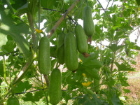 Giảm Cân Bằng Bí Đao Chỉ Trong 1 Ngày