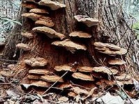 Điểm lại những tác dụng hữu ích của nấm lim xanh