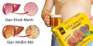 Điều trị gan nhiễm mỡ bằng nấm linh chi hqgano